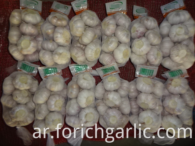 Normal Fresh White Garlic Size 5 0